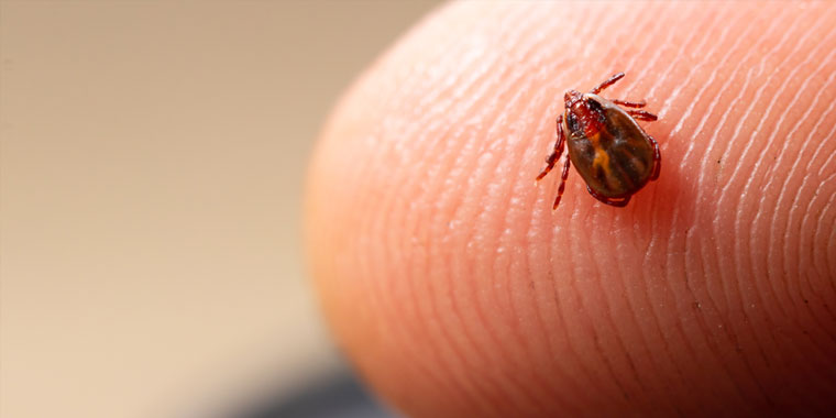 A close look at a tick on a person's fingertip.